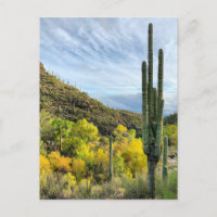 Colores otoñales Cañón Saguaro Sabino