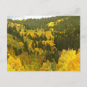 Postal Colores otoñales en Colorado, oro Aspen