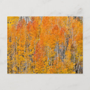 Postal Colores otoñales en los bosques de Aspen