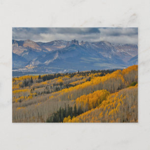 Postal Colores otoñales en los bosques de Aspen