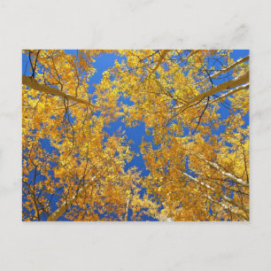 Postal Colorful Colorado Aspens...