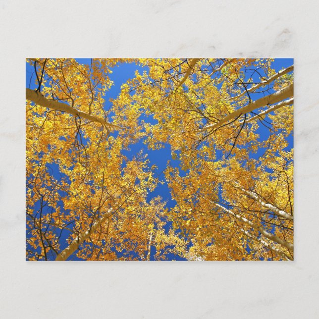 Postal Colorful Colorado Aspens... (Anverso)