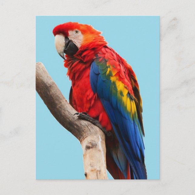 Postal Colorful Parrot Portrait Photo (Anverso)
