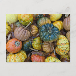 Postal Colorful Pumpkin Postcard