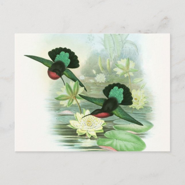 Postal colorida de Gould Hummingbird Waterlilies (Anverso)