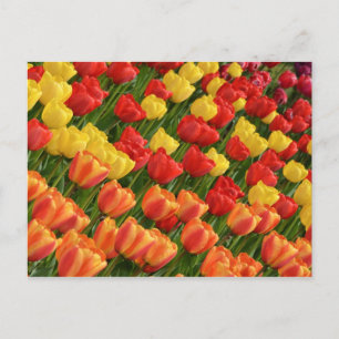 Postal colorida de tulipanes de primavera