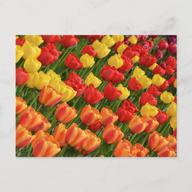 Postal colorida de tulipanes de primavera (Anverso)