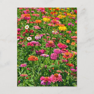 Postal colorida del jardín de dahlias