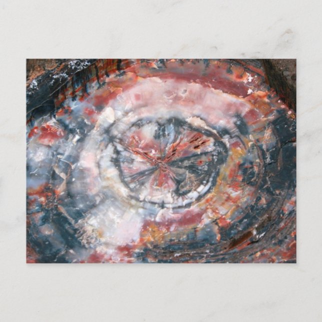 Postal Colorida foto de madera Petrificada (Anverso)