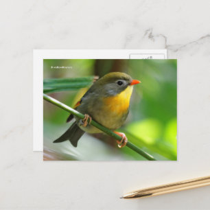 Postal Colorida Leiothrix Pekin Robin Songbird