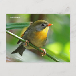Postal Colorida Leiothrix Pekin Robin Songbird