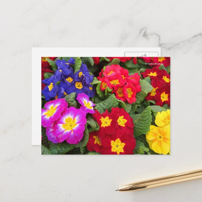 Postal Colorida Medley floral Springtime de Primulas (Anverso/Reverso In Situ)