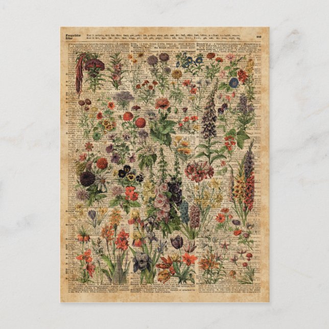 Postal Colorida pradera flores hierbas arte diccionario (Anverso)