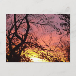 Postal Colorida puesta de sol a través de los árboles des