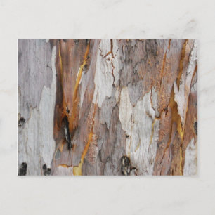 Postal Colorida textura antigua de corteza de árbol
