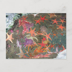 Postal Coloridas estrellas del mar