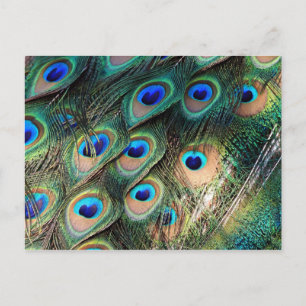 Postal Coloridas plumas de pavo real