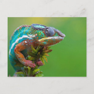 Postal Colorido Chameleon