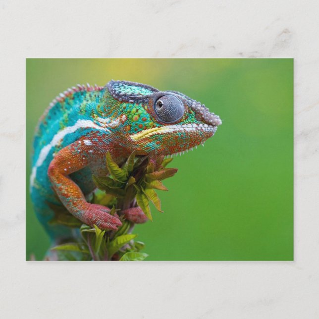 Postal Colorido Chameleon (Anverso)