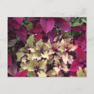Postal Colorido Coleus