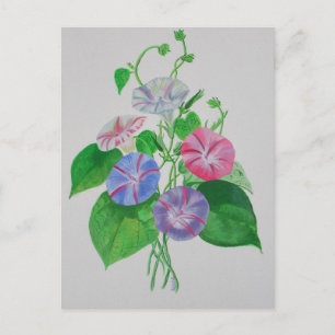 Postal Colorido Escalamiento Mañana Gloria Arte Botánico