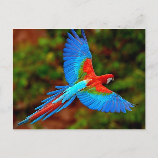Postal Colorido Scarlet Macaw en vuelo (Anverso)