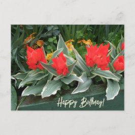 Postal Coloridos tulipanes rojos alegres florales de cump