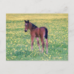 Postal Colt en el campo de Dandelion