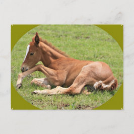 Postal Colt neonatal