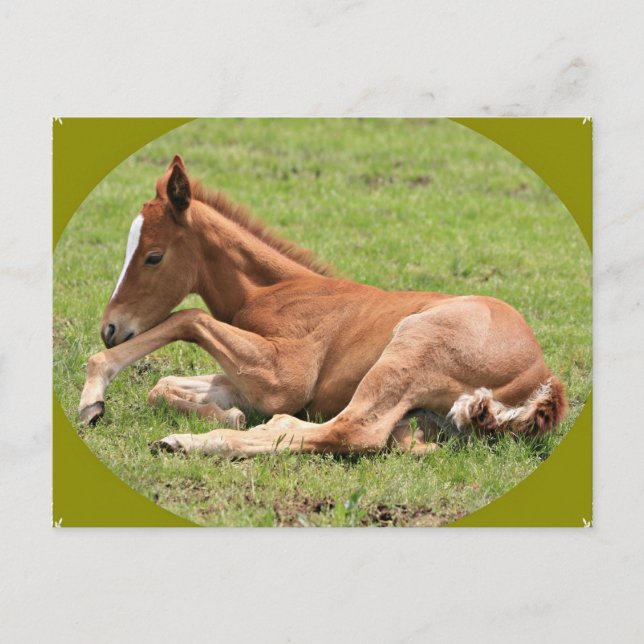 Postal Colt neonatal (Anverso)