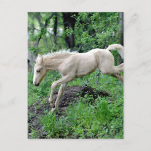 Postal Colt Saltando