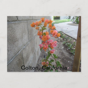 POSTAL COLTON, C.A., POSTCARD