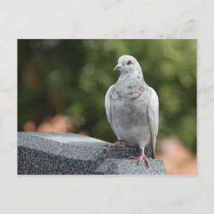 Postal Columba livia domestica