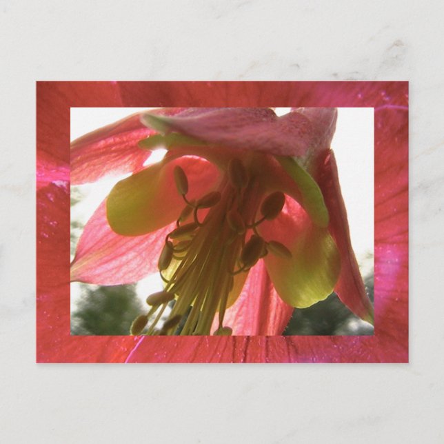 Postal columbina (Anverso)