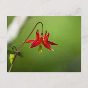 Postal Columbina 01