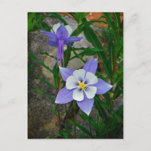 Postal Columbina azul