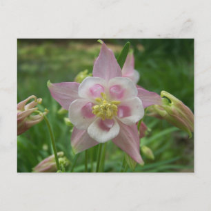 Postal Columbina rosa
