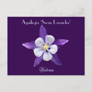 Postal Columbine de Lavender Aquilegia