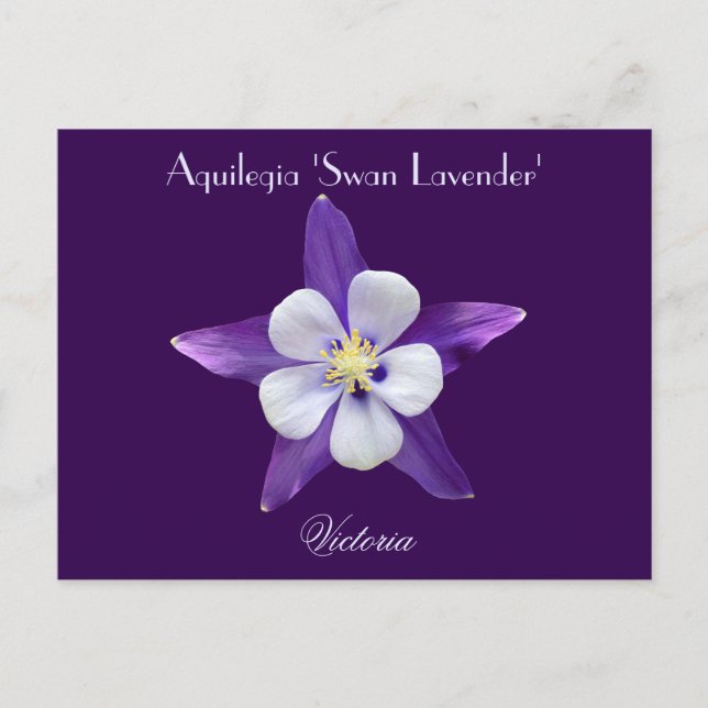 Postal Columbine de Lavender Aquilegia (Anverso)