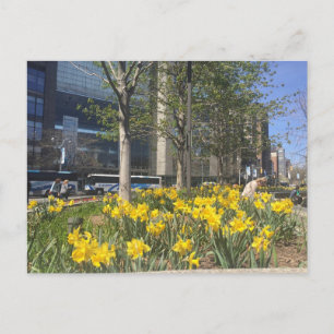 Postal Columbus Circle Daffodils NYC Postcard