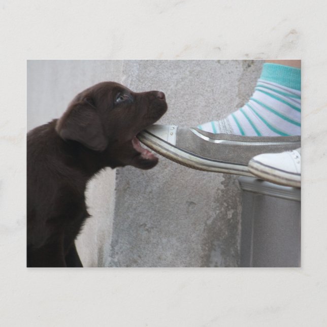 Postal ¡Coma Mi Zapato! Labrador Puppy (Anverso)