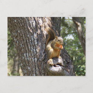 Postal Coma tus zanjas