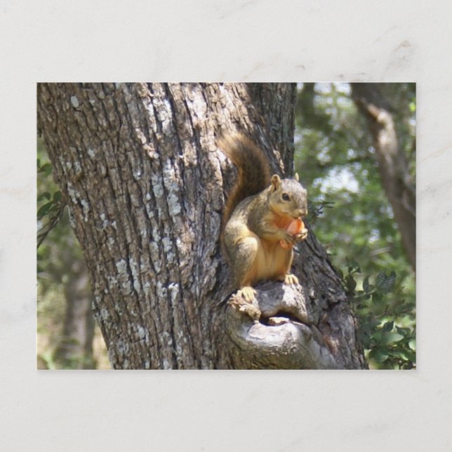 Postal Coma tus zanjas (Anverso)