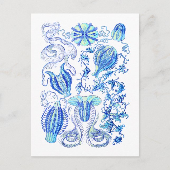Postal Comb jellies (Anverso)