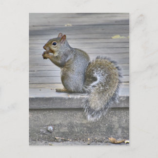 Postal Comer ardilla pequeña mientras puedas