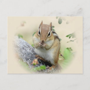 Postal Comer Chipmunk