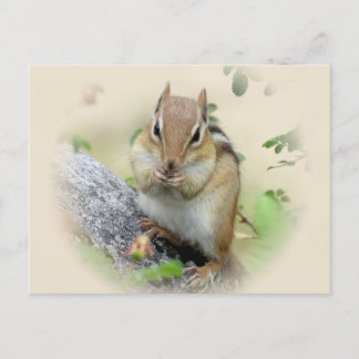 Postal Comer Chipmunk
