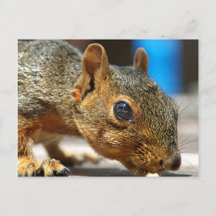 Postal Comer de estela de estela de ardilla