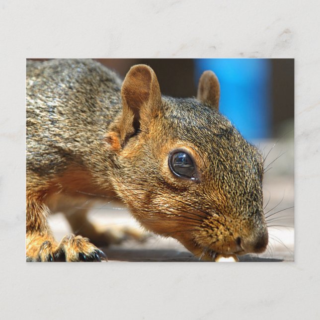 Postal Comer de estela de estela de ardilla (Anverso)