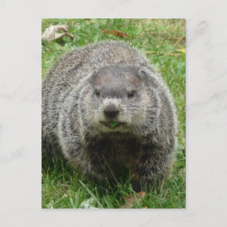 Postal Comer en masa